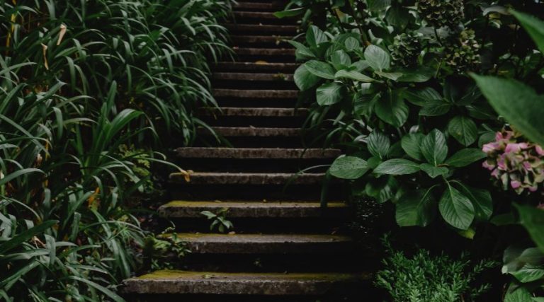 Escalier en pierre avec mur et végétation